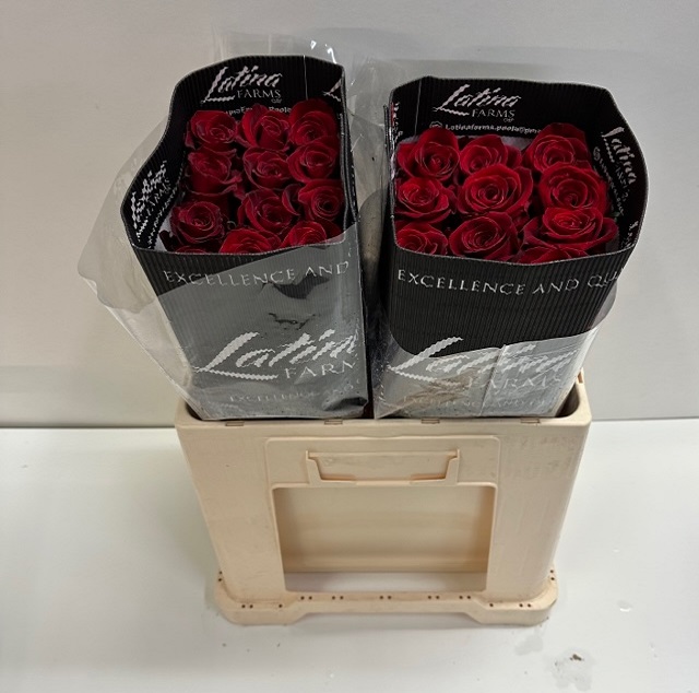 Rosa ec fortune LT.jpg